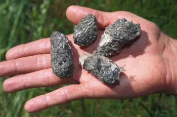 Owl pellets, C. Ingels, UC ANR