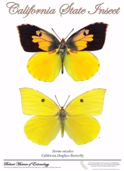 A Bohart Museum of Entomology poster shows the male dogface butterfly (top) and the female. This is the work of Fran Keller and Greg Kareofelas.