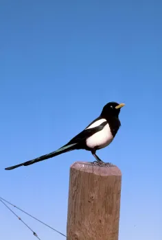 Yellow-billed magpie, Jack Kelly Clark, UC IPM Program