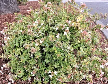 Abelia