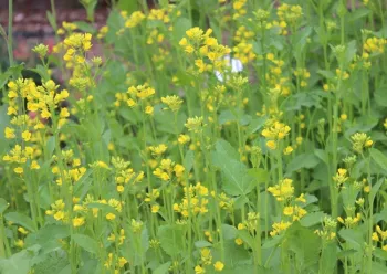 Mustard cover crop growing at the Haven