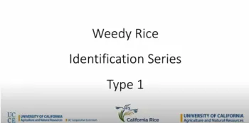 Weedy Rice Type 1 Identification Video