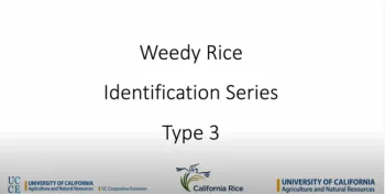 Weedy Rice Type 3 Identification Video