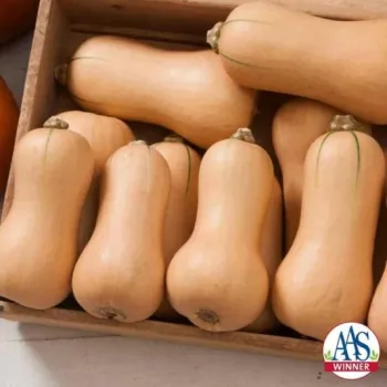 Squash Butterscotch F1. Photo AAS