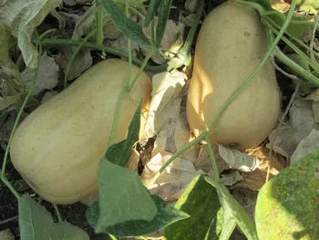 Butternut squash TianaF!