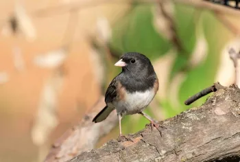 Dark-eyed Junco, Karen White