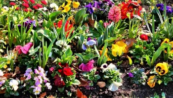 Colorful Spring Garden © UCANR