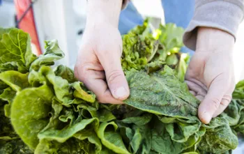 Plant disease UCOP_ANR-107