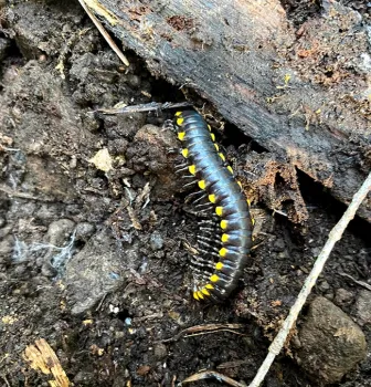 A millipede, Harpaphe haydeniana, at the Hendy Woods State Park, Mendocino County.