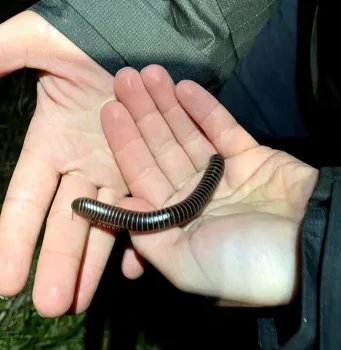 A millipede from Point Reyes National Seashore.