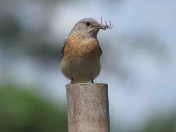 Western Bluebird with lunch, Maren S. Smith
