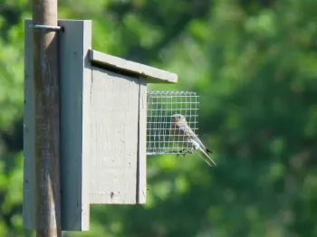 Western Bluebird at nestbox, Maren S. Smith