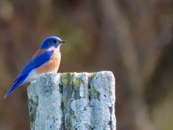 Male Western Bluebird on lichen-covered fence post, Maren S. Smith