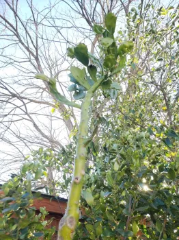 photos by Minerva Tejeda-Patino