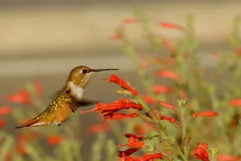Rufous hummingbird in Upper Bidwell Park, William Kees