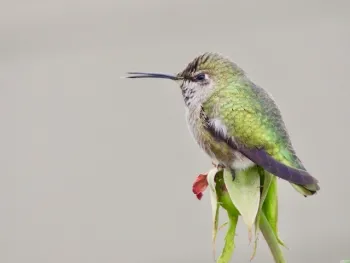 Anna's hummingbird, William Kees