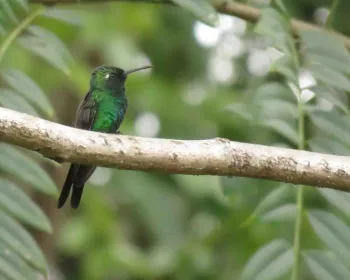 Bee Hummingbird in Cuba, Jeanette Alosi