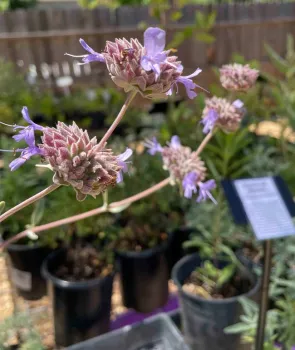 All sorts of salvias are available at Harvests and Habitats, Sherri Scott