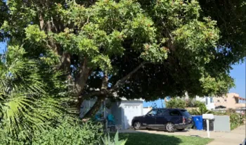 properly selected and placed urban trees cool urban heat islands. Prioritize water use for them over annuals and other shorter-lived plants.