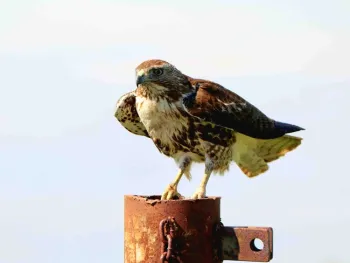 Red-tailed hawk, Santiago Manfrim