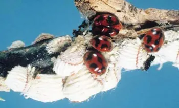 Adult vedalia beetles, Rodolia cardinalis, feeding on cottony cushion scale, Icerya purchasi. (Photograph courtesy of the Division of Plant Industry.)