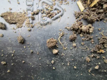 Bottom of plastic container with a worm and a few bits of soil.