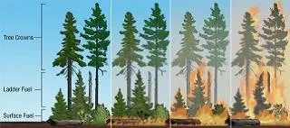 Fuel ladder, US Forest Service