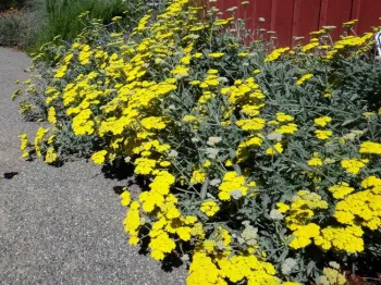 Moonshine Yarrow, Brent McGhie