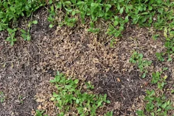 Here is the image from 2019 with the overwatered section with a fungal disease.