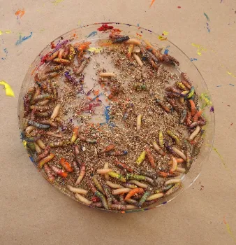 Maggots of many colors. (Photo by Kathy Keatley Garvey)