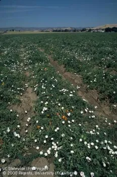 Bindweed infecting a tomato crop.