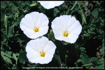 Field bindweed flowers