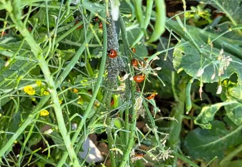 Aphid meal for the ladybugs. All photos by Paula Pashby
