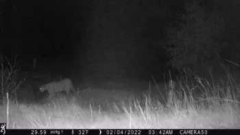 Trail camera photo of a mountain lion - less than a quarter-mile from our lambing ewes.