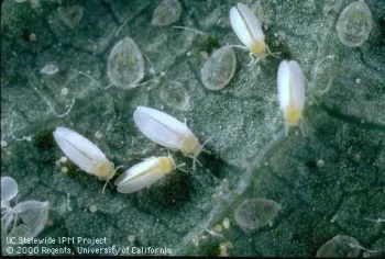 Adult sweetpotato whitefly Photo by Jack kelly Clark