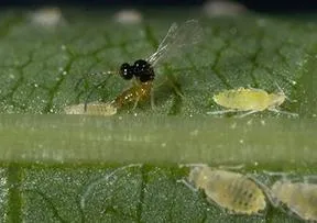 A parasitic wasp parasitizing a walnut aphid photo jack kelly clark
