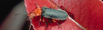 Adult soldier beetle photo Jack Kelly Clark