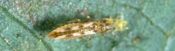 Adult sixspotted thrips photo Jack Kelly Clark