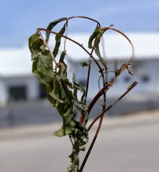 Dead branch with curled petioles and dried up leaves
