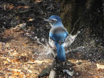 Scrub Jay in sprinkler, Jeanette Alosi