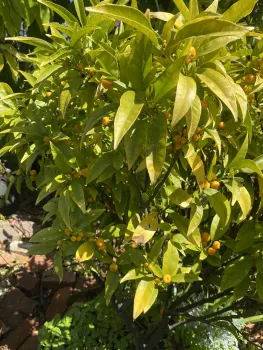 Mandarin Tree © Judy Quan