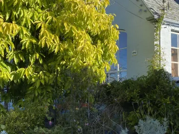 Michaelia front of house with house number near window