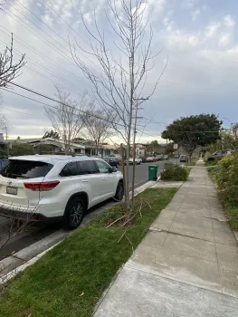 Young Red Maple Tree © Judy Quan