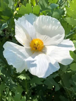 A large white Matilija poppy flower with crinkled petals and a central cluster of yellow stamens, surrounded by green foliage.