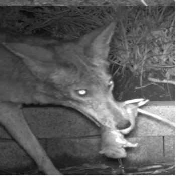 Figure 1. A coyote scavenging a dead rat in a suburban backyard. Photo by game camera.