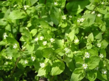 Stellaria media L.(chickweed)
