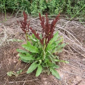 Rumex crispus L. (curly dock)