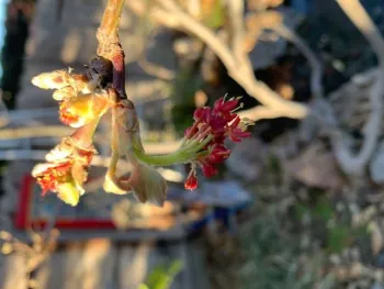 Leaves and flowers unfurling