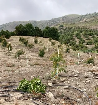 avo dead in orchard (2)