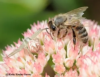 A crab spider, known for its ability to change colors, eyes a honey bee. (Photo by Kathy Keatley Garvey)